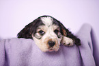 English Cocker Spaniel puppy