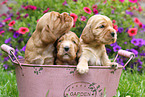 English Cocker Spaniel Puppies