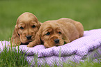 2 English Cocker Spaniel Puppies