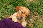 English Cocker Spaniel Puppy