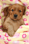 English Cocker Spaniel Puppy