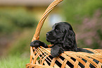 English Cocker Spaniel Puppy