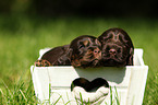 English Cocker Spaniel Puppies