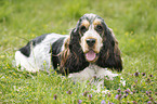 lying English Cocker Spaniel