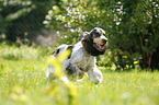 running English Cocker Spaniel