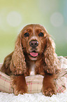 lying English Cocker Spaniel