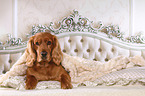 English Cocker Spaniel in bed