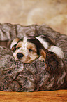 sleeping English Cocker Spaniel Puppy