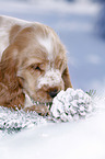 English Cocker Spaniel in snow