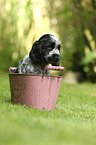 English Cocker Spaniel Puppy