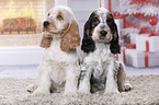 2 English Cocker Spaniel Puppies