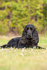 lying English Cocker Spaniel