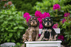 English Cocker Spaniel puppy