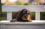 English Cocker Spaniel puppy on wooden bench