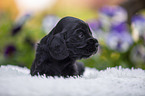 English Cocker Spaniel Puppy on sheepskin