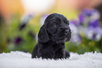 English Cocker Spaniel Puppy on sheepskin