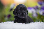 English Cocker Spaniel Puppy on sheepskin