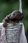 English Cocker Spaniel in a basket