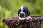 English Cocker Spaniel puppy in a basket