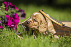 English Cocker Spaniel puppy in a bag