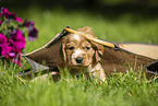 English Cocker Spaniel puppy in a bag