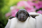 newborn English Cocker Spaniel puppy