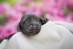 newborn English Cocker Spaniel puppy