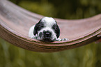 English Cocker Spaniel on palm leaf