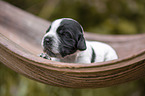 English Cocker Spaniel on palm leaf