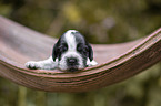 English Cocker Spaniel on palm leaf