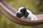 English Cocker Spaniel on palm leaf