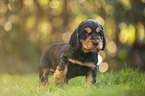 English Cocker Spaniel puppy