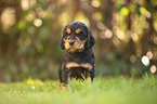 standing English Cocker Spaniel puppy