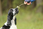 English Cocker Spaniel