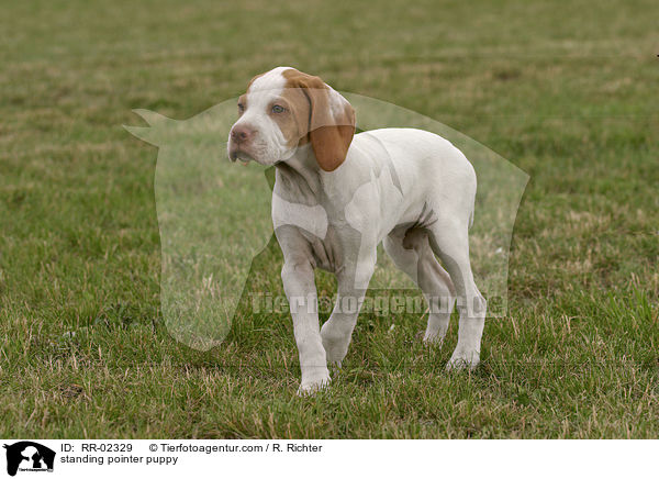 standing pointer puppy / RR-02329