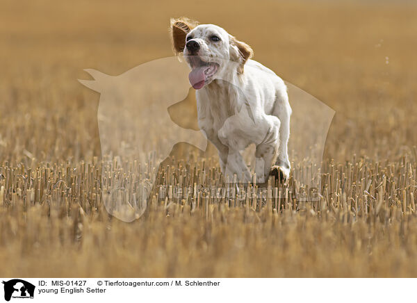 junger English Setter / young English Setter / MIS-01427