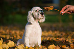 English Setter Puppy