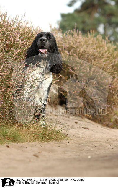 sitzender English Springer Spaniel / sitting English Springer Spaniel / KL-10049