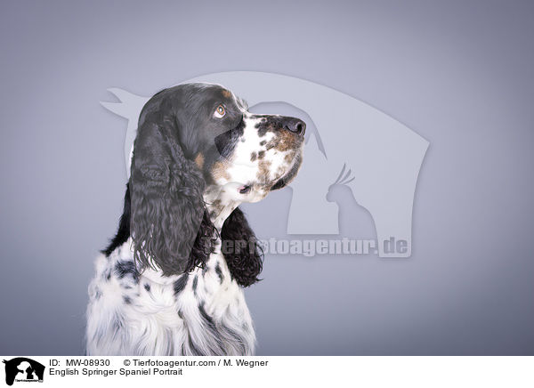 English Springer Spaniel Portrait / MW-08930