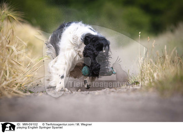 spielender English Springer Spaniel / playing English Springer Spaniel / MW-09102