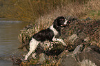 English Springer Spaniel