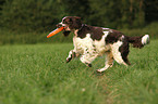 playing English Springer Spaniel