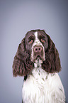 English Springer Spaniel Portrait