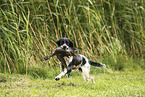 female English Springer Spaniel