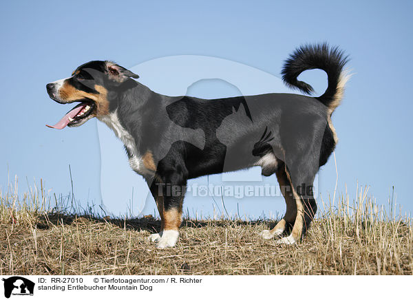 stehender Entlebucher Sennenhund / standing Entlebucher Mountain Dog / RR-27010