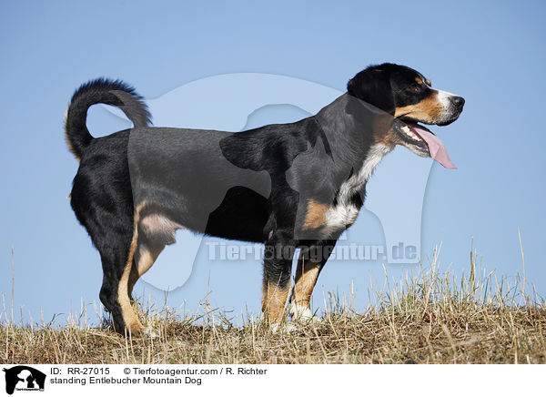 stehender Entlebucher Sennenhund / standing Entlebucher Mountain Dog / RR-27015