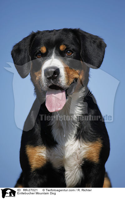 Entlebucher Sennenhund Portrait / Entlebucher Mountain Dog / RR-27021