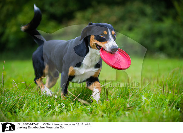 spielender Entlebucher Sennenhund / playing Entlebucher Mountain Dog / SST-14747