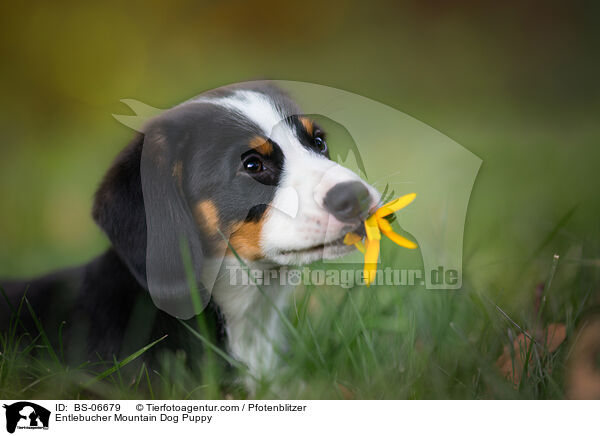 Entlebucher Sennenhund Welpe / Entlebucher Mountain Dog Puppy / BS-06679