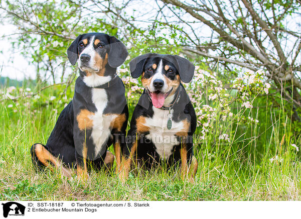 2 Entlebucher Sennenhunde / 2 Entlebucher Mountain Dogs / SST-18187